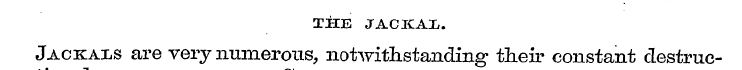 THE JACKAL Jackals are very numerous, no...