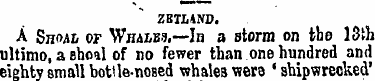 ZETLAND. A Shoal of Whale?.—In a storm o...