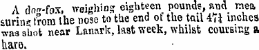 A inir-fox, weighinsr eighteen pounds, a...