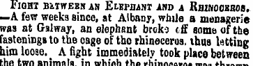 Fight between an Elkpbant iho a Rhinocbb...