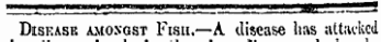 wwwww^¦iiibiiiib i n IUI IMW—MW^^MJE^M^"1 ^**? Disease amongst Fish.—A disease lias attacked